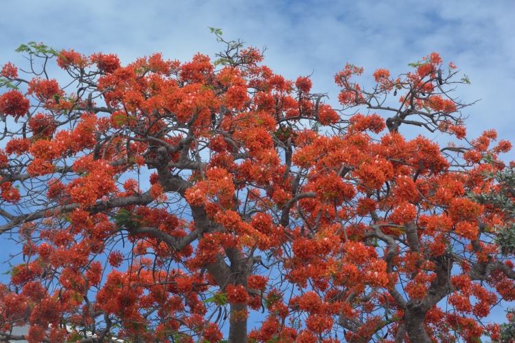 bright orange flowered tree